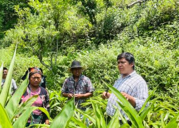 सत्यवतीमा अलैची खेती विस्तार : २० हजार बिरुवा रोपियो, किसानको आय बढाउने लक्ष्य